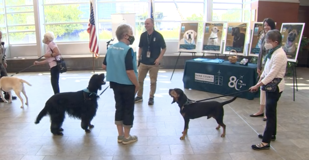 Therapy dogs return to Wisconsin airport - Vimarsana News